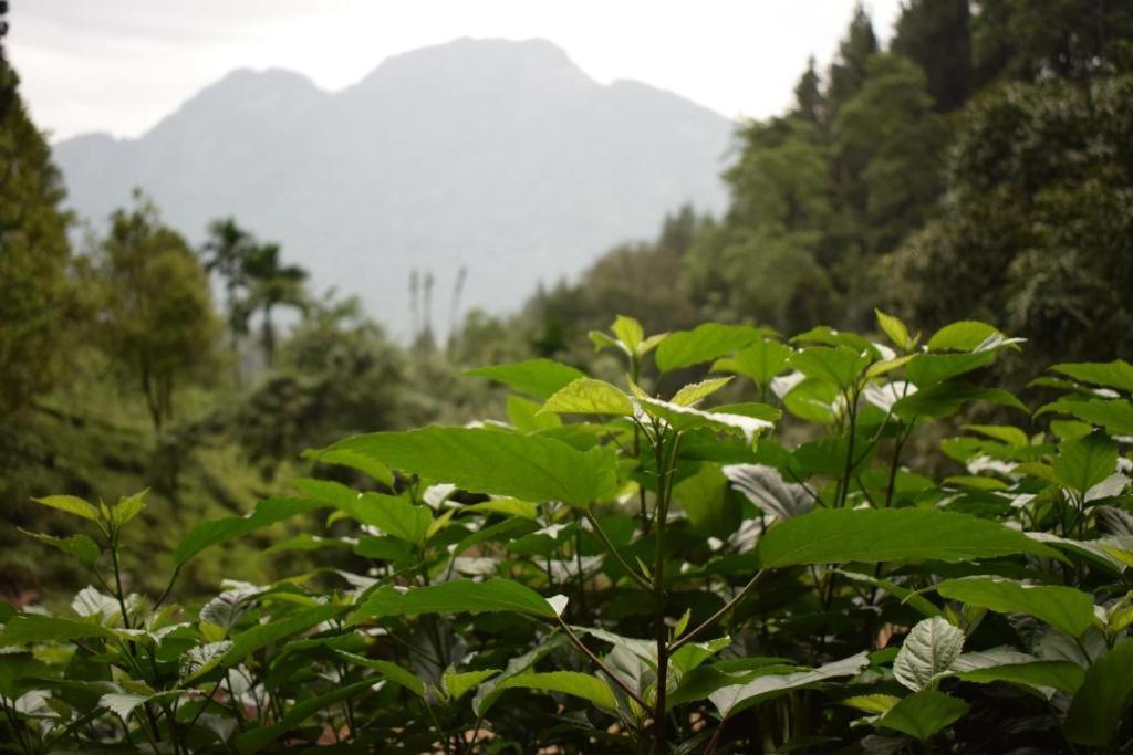 Forest Edge Hotel Ginigathena 外观 照片